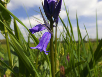 Close-up of purple crocus blooming outdoors