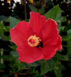 Close-up of red rose