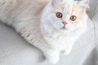 Portrait of cat resting on sofa