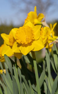 Close-up of yellow flowering plant