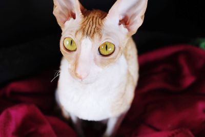 Cornish rex cat 