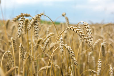 Close-up of stalks in field against sky