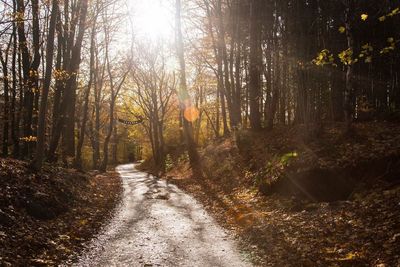 Dirt road amidst trees in forest