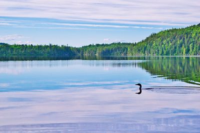 Black swan swimming in lake against sky