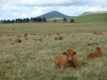 Cows on field against sky