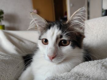 pet