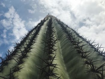 Low angle view of cactus plant against sky