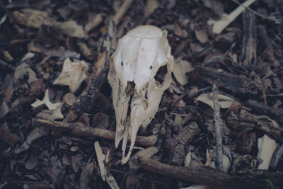 Close-up of animal skull