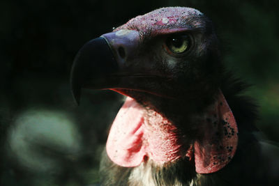 Close-up of a vulture