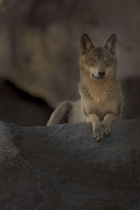 Portrait of dog on rock