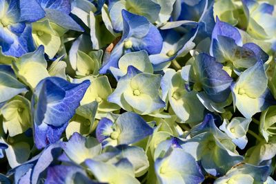 Full frame shot of purple hydrangea flowers