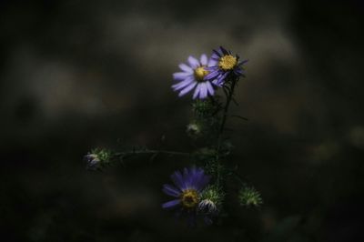 Close-up of purple flowers blooming