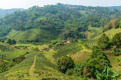 High angle view of green landscape