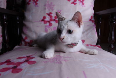 Portrait of cat relaxing on bed at home