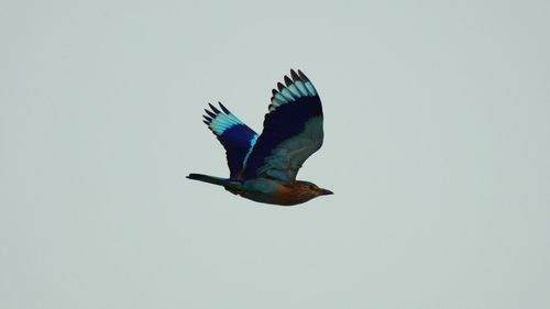 Bird flying in sky