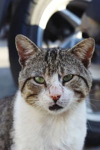 Close-up portrait of tabby cat