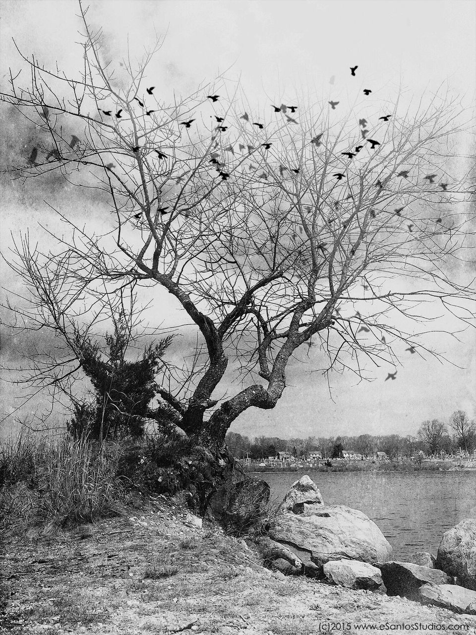 BARE TREES AGAINST SKY