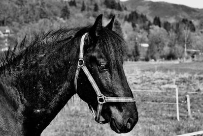 Close-up of a horse on field