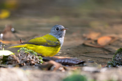 Close-up of bird perching on a land