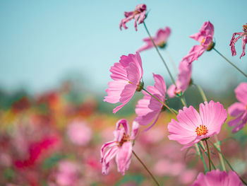 Close-up of pink cosmos flowers against sky