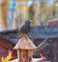 Close-up of birds perching on wood