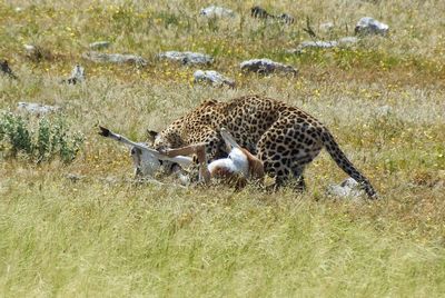 Leopard hunting springbok on grassy field