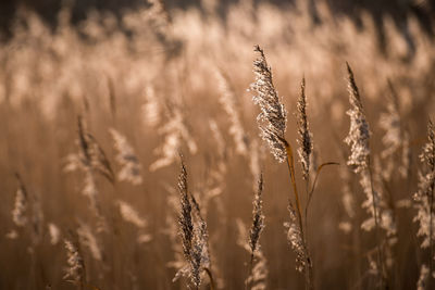 Close-up of wheat growing on field