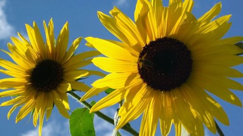 Close-up of sunflower