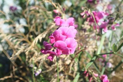 Close-up of pink flowering plant