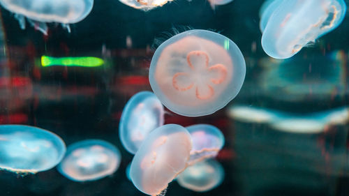 View of jellyfish swimming in sea