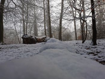 Bare trees on snow covered land