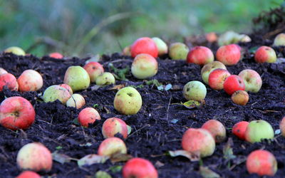 Fallen apples on field