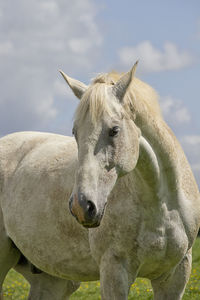 Close-up of a horse on field