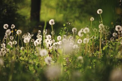 Close-up of white flowering plants on field