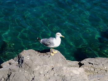 High angle view of seagull perching on rock by sea