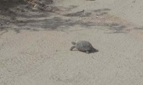 High angle view of lizard on sand at beach