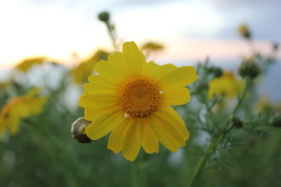 Close-up of yellow flowering plant