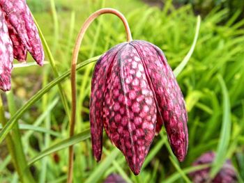 Close-up of pink flowers