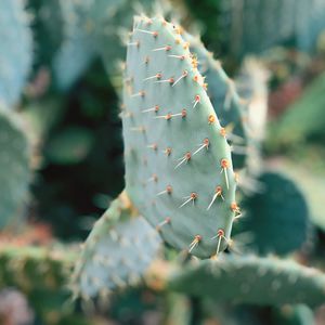 Close-up of succulent plant