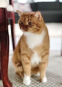 Close-up of a cat looking away