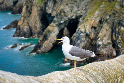 Seagull on stone wall 