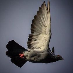 Low angle view of birds in flight