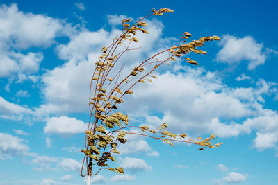 Low angle view of flowering plant against sky