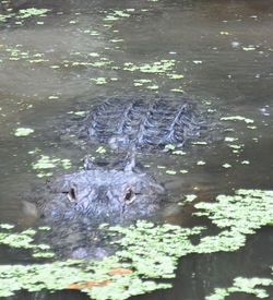 Close-up of duck swimming in water