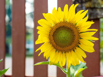 Close-up of sunflower