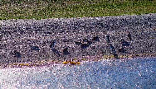 Birds in water