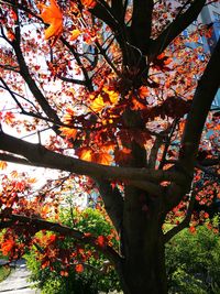 Low angle view of maple tree