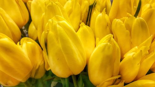 Full frame shot of yellow flowers