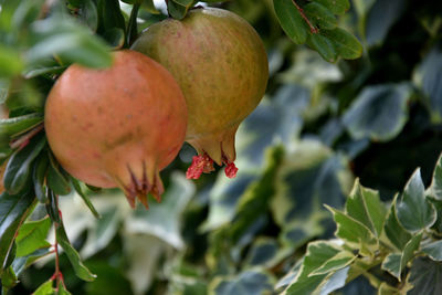 Close-up of red berries on tree