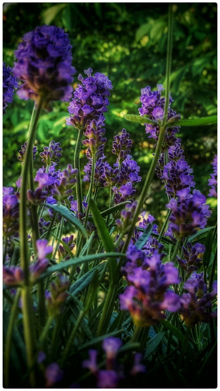 flower, freshness, purple, growth, fragility, transfer print, beauty in nature, petal, plant, nature, focus on foreground, blooming, flower head, auto post production filter, close-up, stem, selective focus, field, in bloom, wildflower